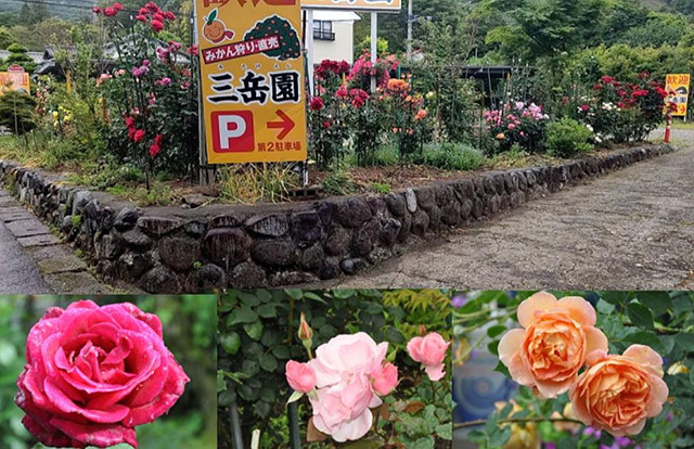 三岳園