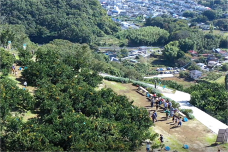 三岳園山の上みかん畑の空撮